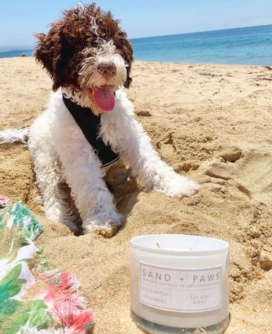 Sand + Paws top notes pineapple and berries brighten rooms.