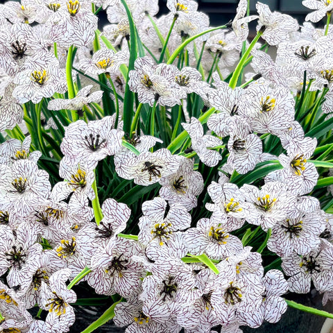 Satefello colorful-outdoor-flowers bundle enhances curb appeal without upkeep.