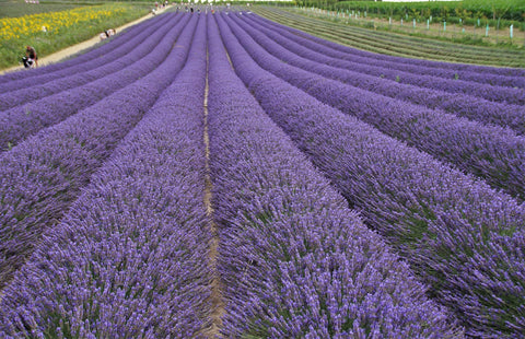 Seeyoung sealed bag keeps lavender fresh and ready.