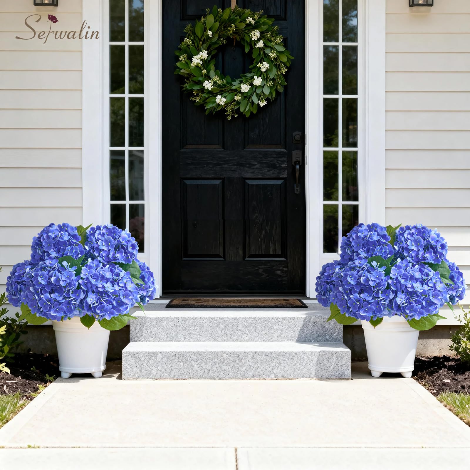 Serwalin hydrangea heads condense water droplets after spraying for outdoor display