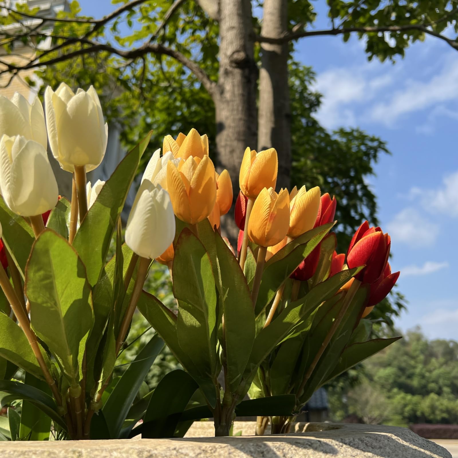 Shyshining outdoor planter display using tulips