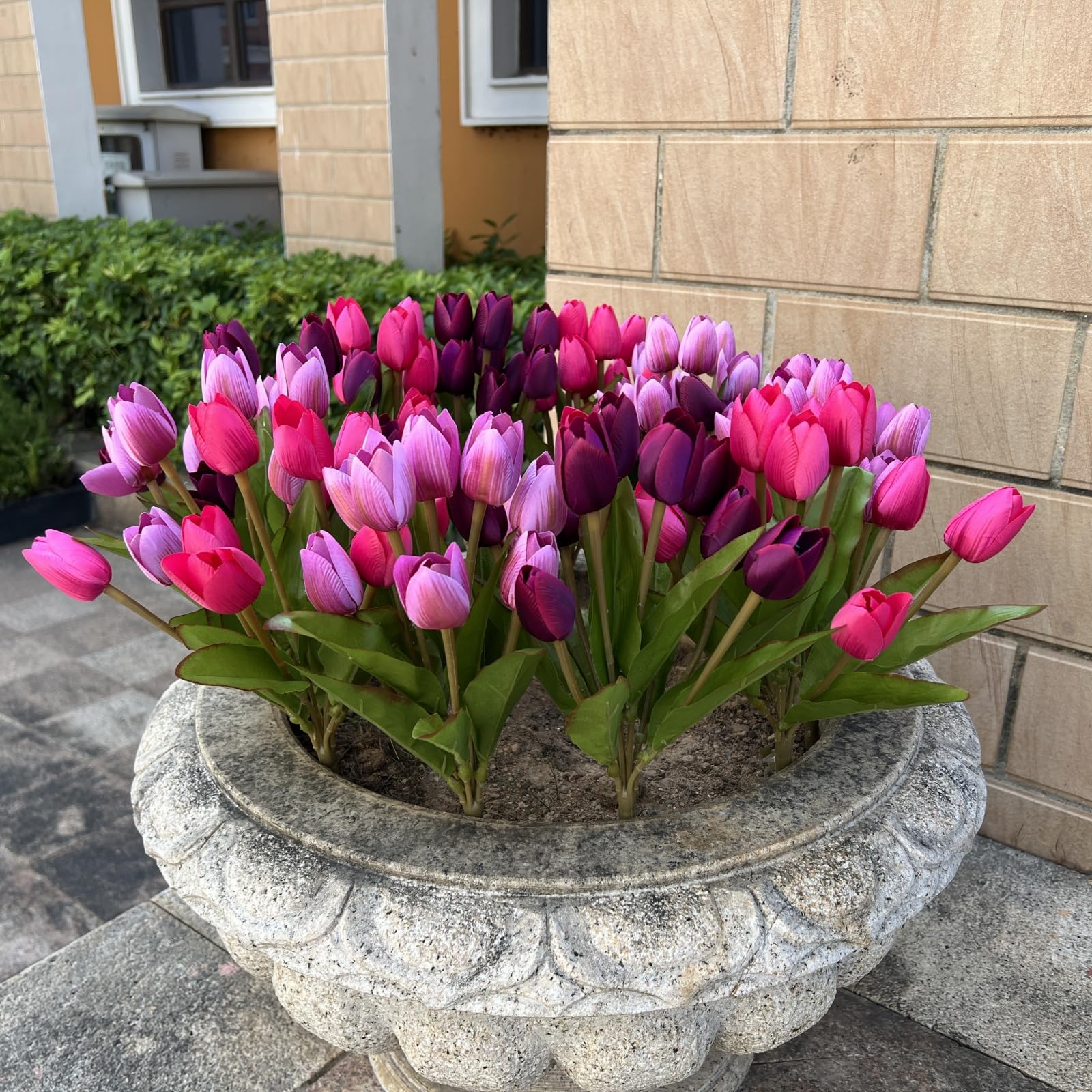 Shyshining tulips exterior display, UV-resistant colors stay bright under sun.