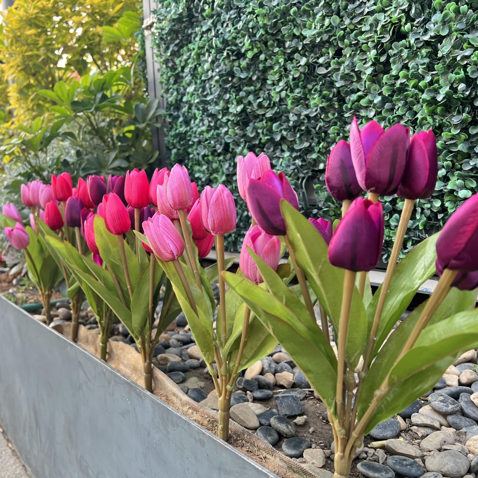 Shyshining tulips for outdoor decor, close-up shows vibrant, maintenance-free petals.