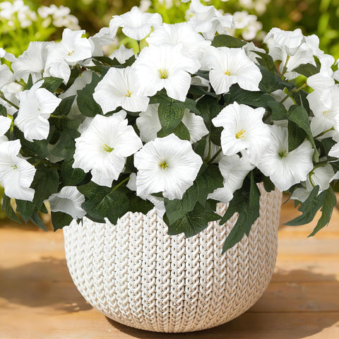 SIECCY outdoor petunias in a white six-bundle display for curb appeal.