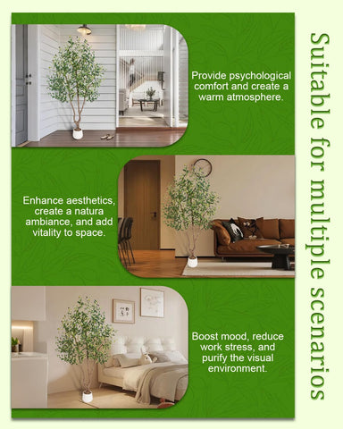 Sillaff olive tree placed by an entryway for welcoming aesthetics