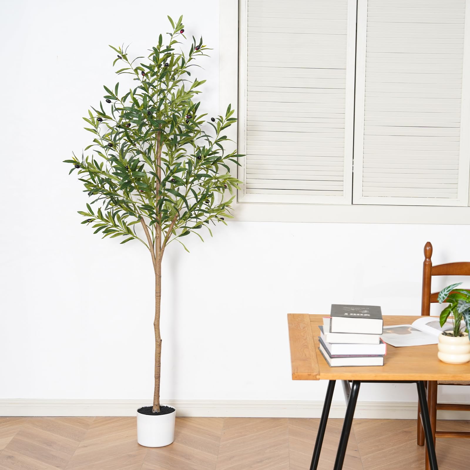 Sillaff Olive Tree full foliage with plump fruits enhances interior ambiance.