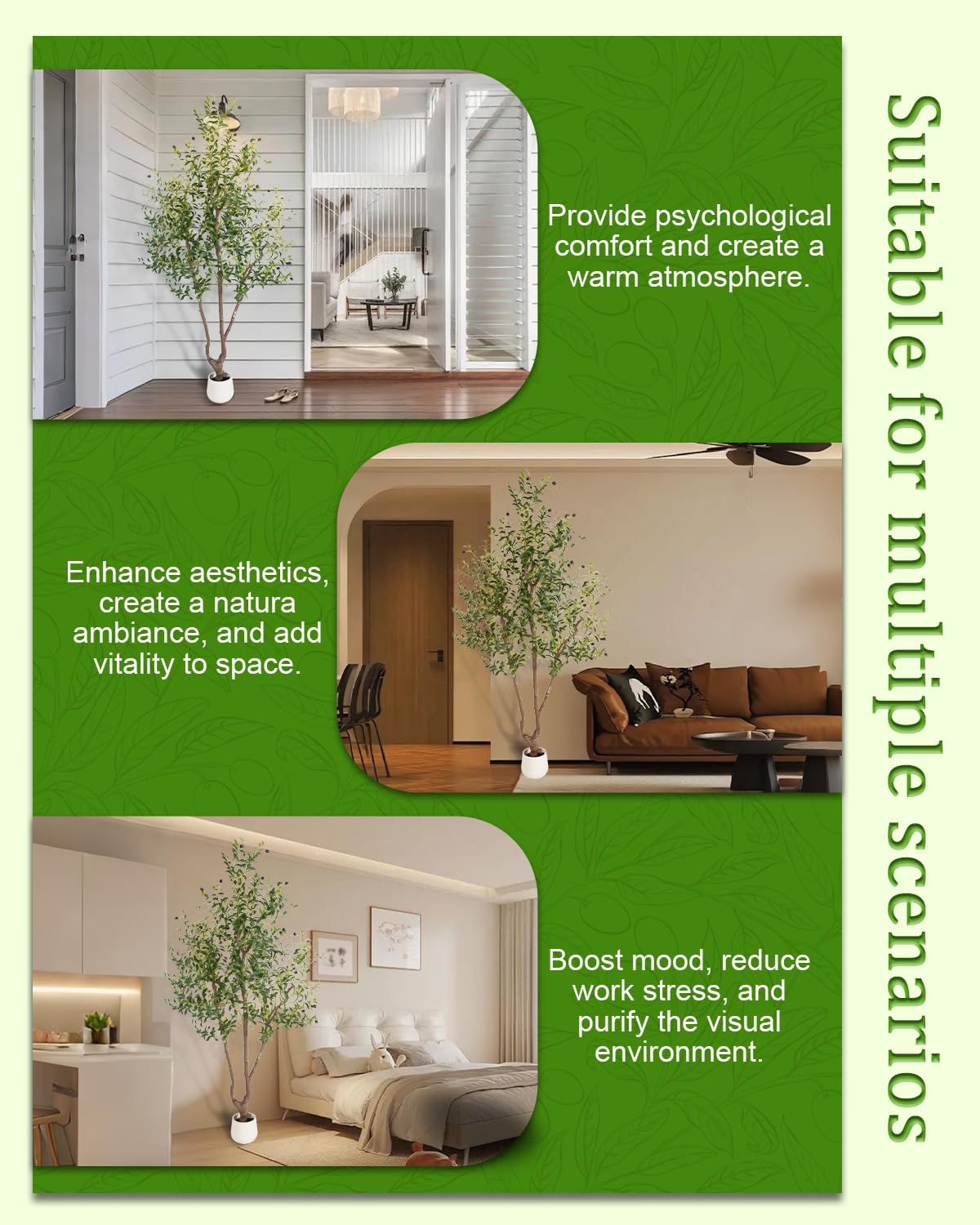 Gift-ready Sillaff olive tree suitable for housewarmings or offices