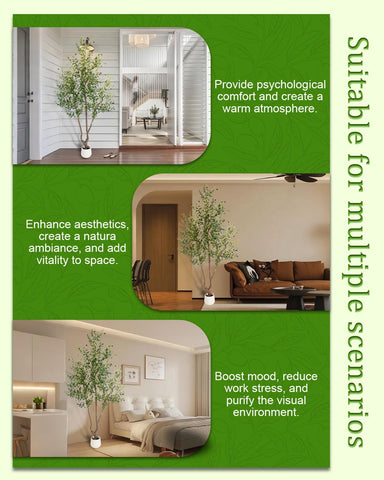 Gift-ready Sillaff olive tree suitable for housewarmings or offices