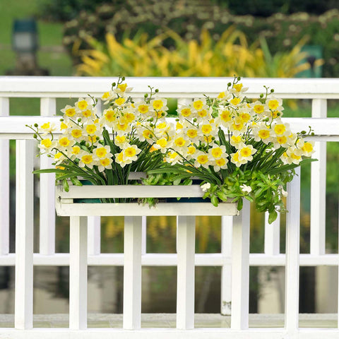SNAIL GARDEN daffodils ideal for weddings and other events