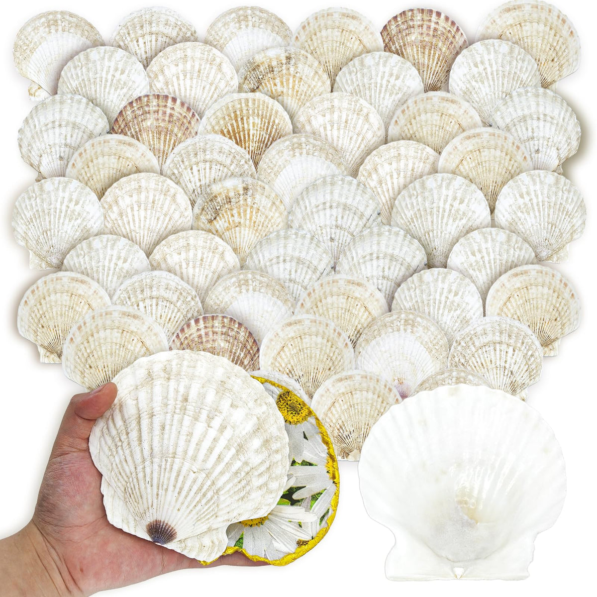 Stonechic large scallop shell 4x5 inches for DIY decoupage projects.