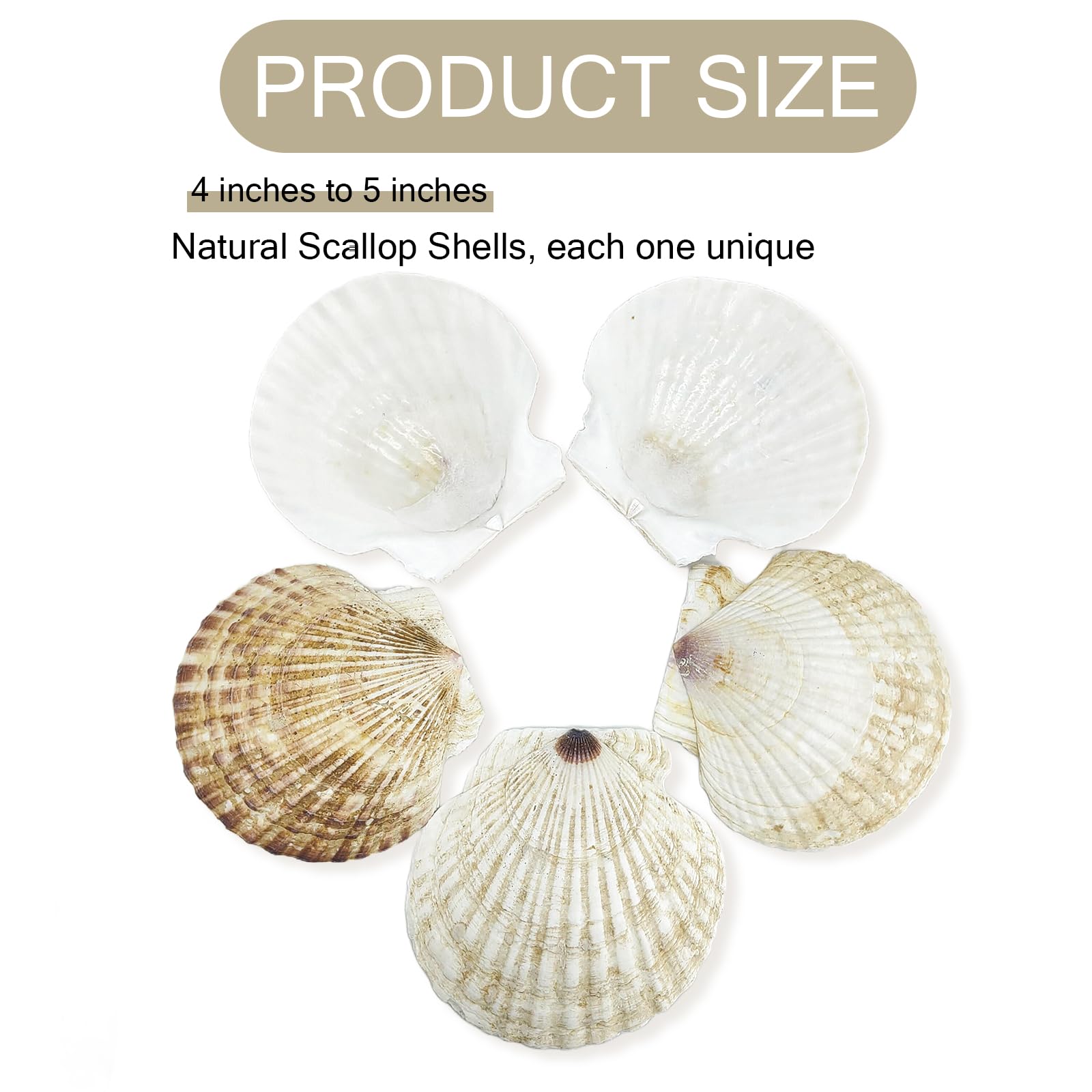 Stonechic natural shells for crafts, ideal for ornaments and jewelry displays.