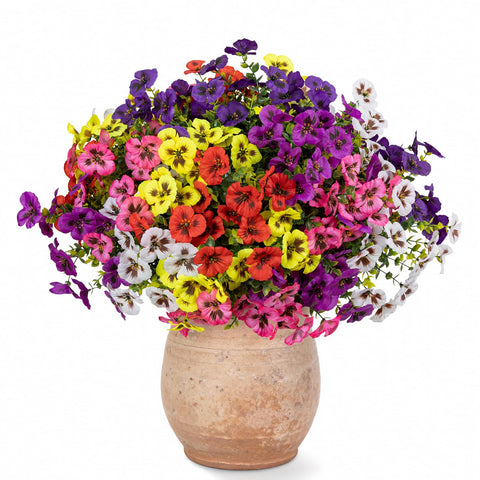 StyleNest six-color pansy collection offers versatile color options.