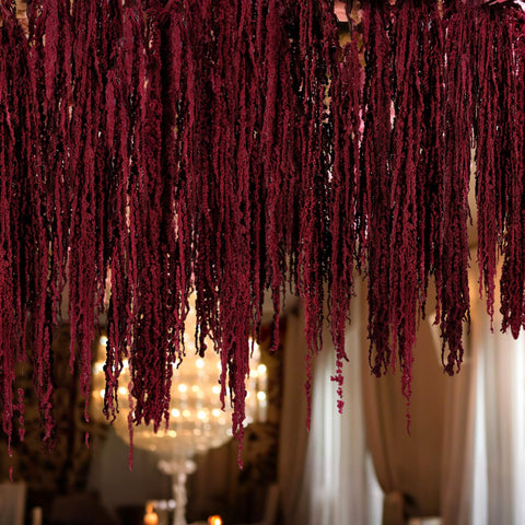 Suncalla red amaranthus stems create vibrant focal points in decor.