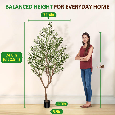 Suntee olive tree with large olive branches for lush spaces.