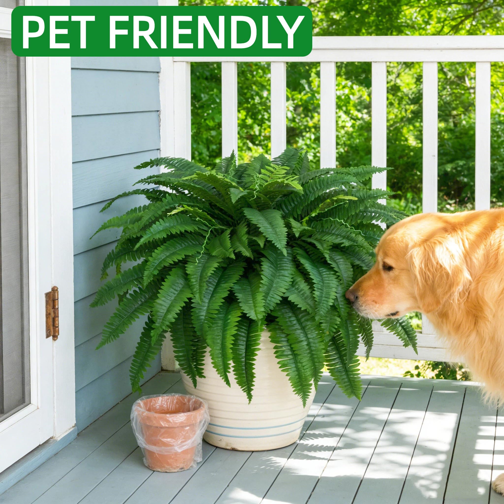 Tasruwat easy care ferns require only dusting or a rinse to refresh