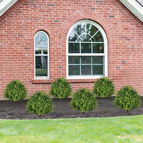 The Bloom Times 24-inch topiary in a planter for outdoors.
