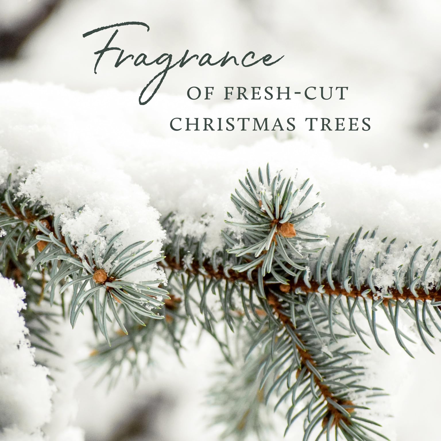 Packaging and Thymes Frasier Fir diffuser bottle suitable for gifting