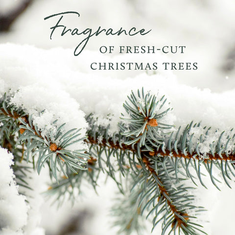 Packaging and Thymes Frasier Fir diffuser bottle suitable for gifting