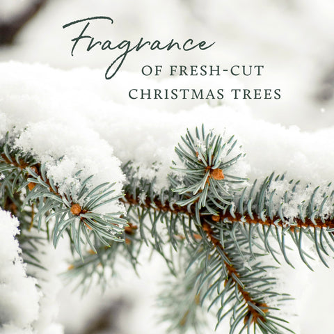 Thymes Frasier Fir woodsy ambience evokes a forest-inspired atmosphere.
