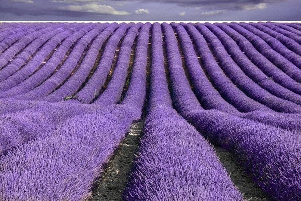 TooGet lavender buds ideal for dream pillows and soothing baths.