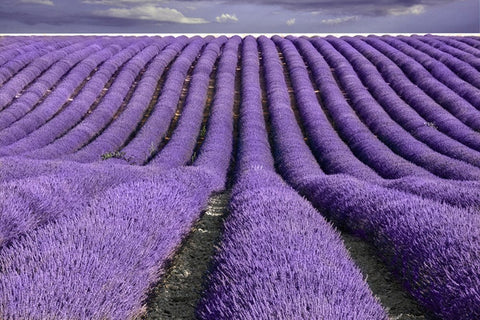 TooGet lavender buds ideal for dream pillows and soothing baths.