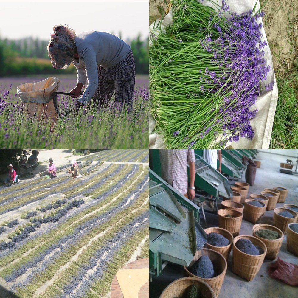 TooGet lavender for wedding decor and party favors with soft fragrance.