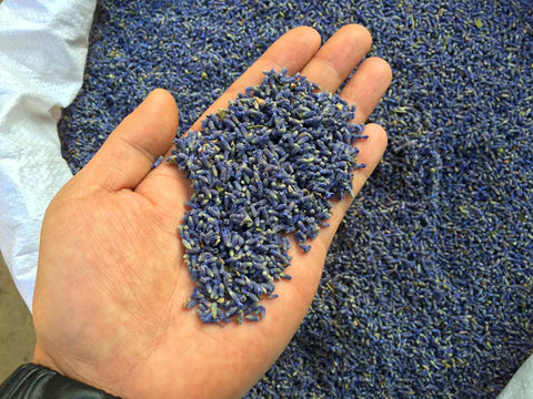 TooGet ultra blue grade lavender flowers ready for sachets and potpourri.