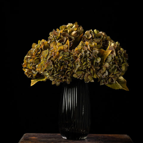 TOPIA six-pack green hydrangeas in a box for multiple decorating uses.