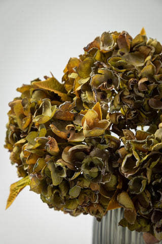 TOPIA six green hydrangea stems packaged for easy decorating options.