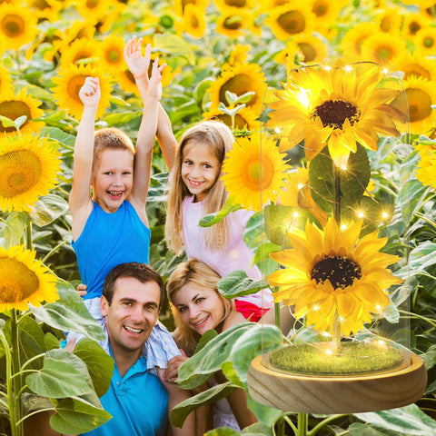 Touloube Sunflower in Glass Dome showcases 360-degree bloom view