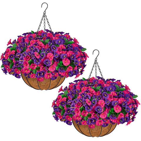 TTQ morning glory flower bundles close-up, vibrant color and realistic texture for outdoor display.