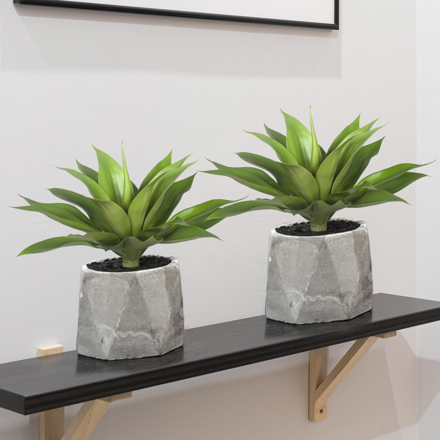 Ttranewsoo no-watering requirement makes refreshing spaces easy