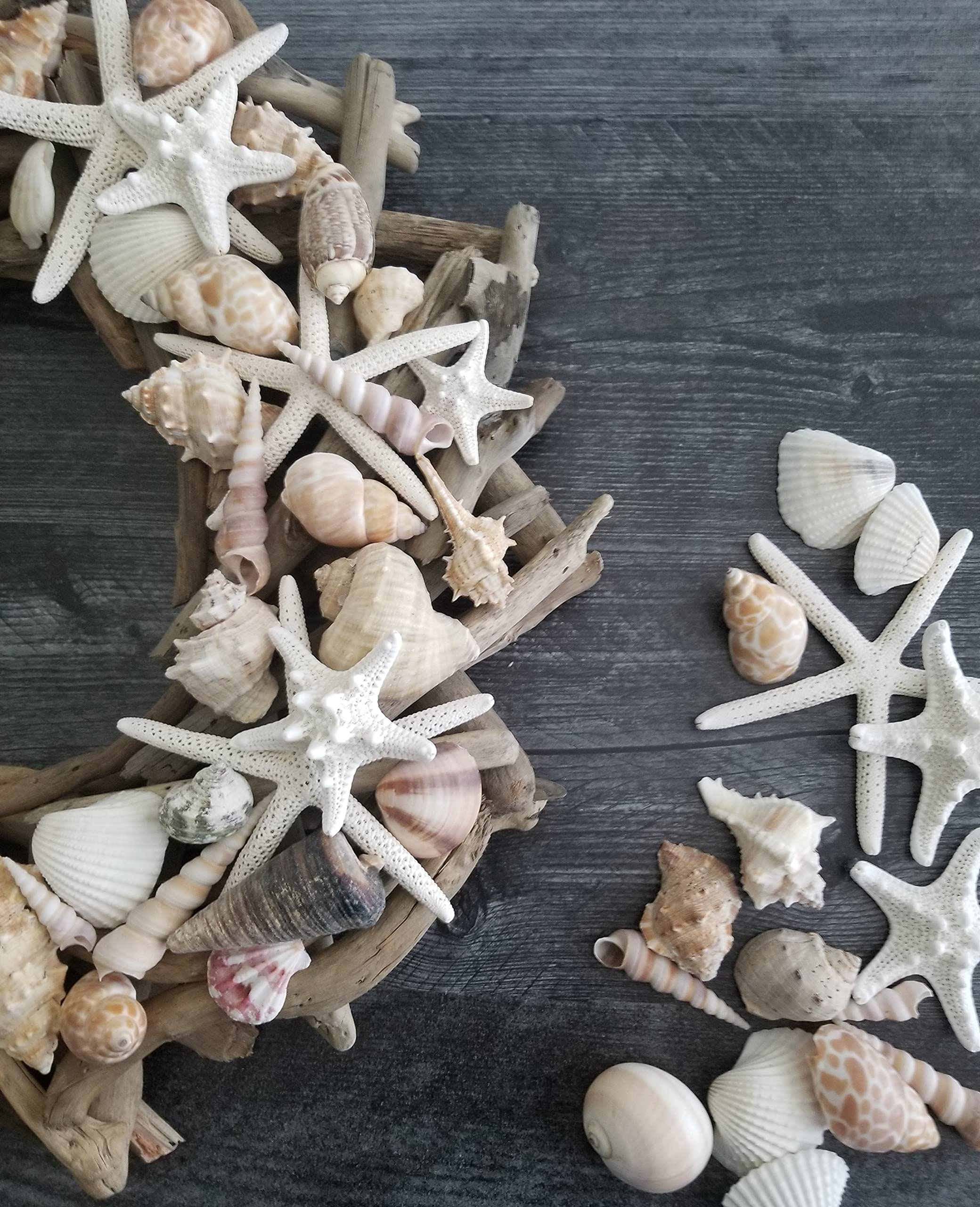 Tumbler Home seashells for beach theme decor.