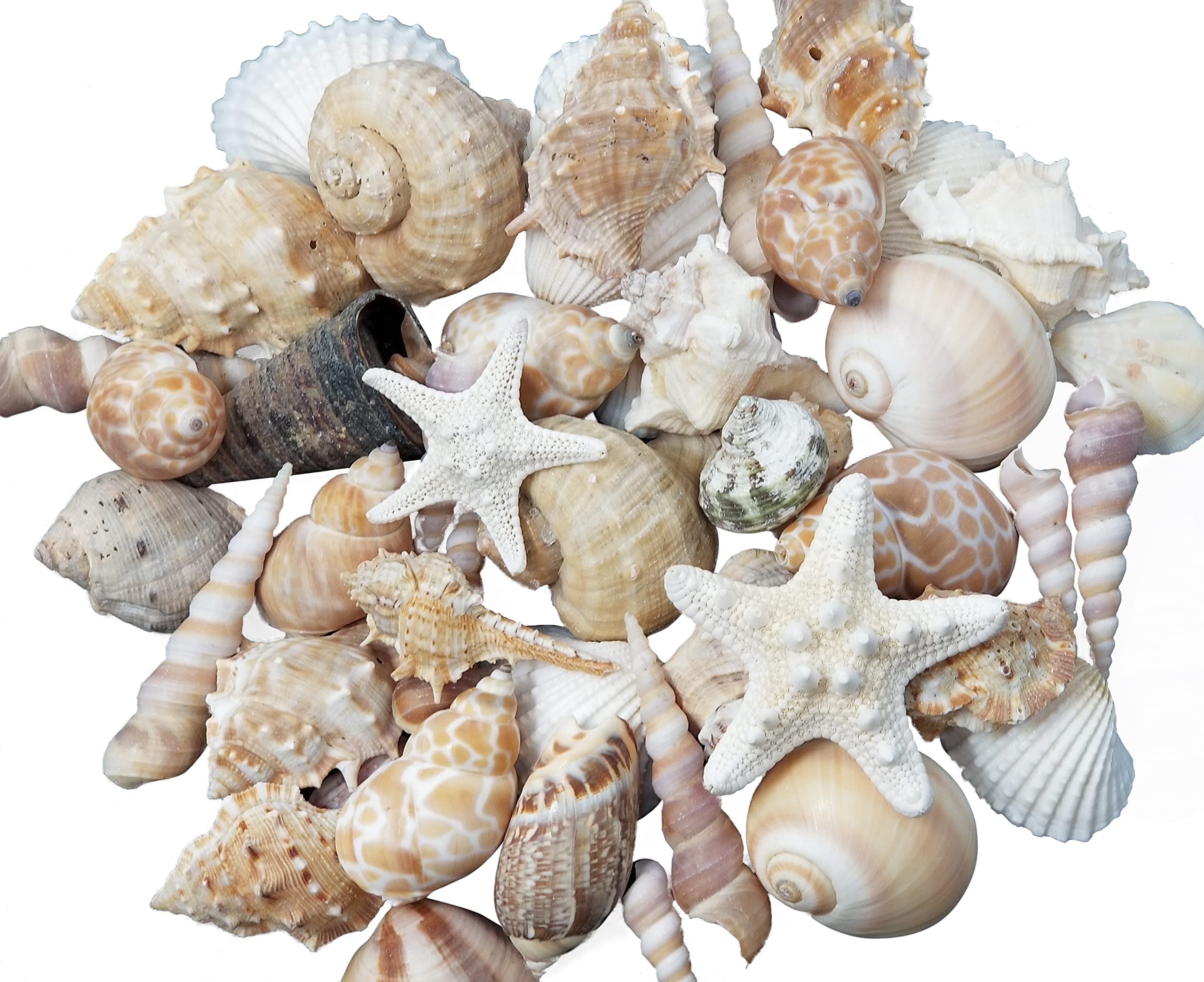 Tumbler Home seashells mix for vase filler and decor.
