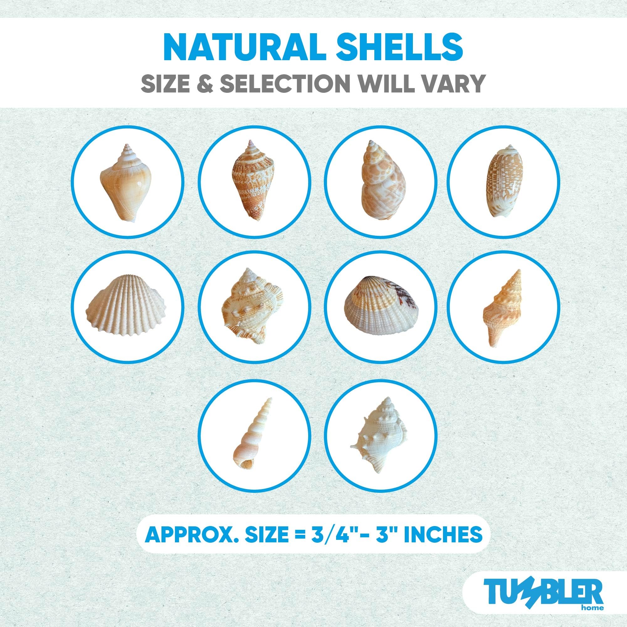 Tumbler Home seashells size range from 3/4 to 3 inches.
