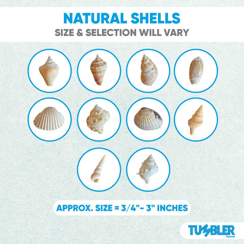 Tumbler Home seashells size range from 3/4 to 3 inches.