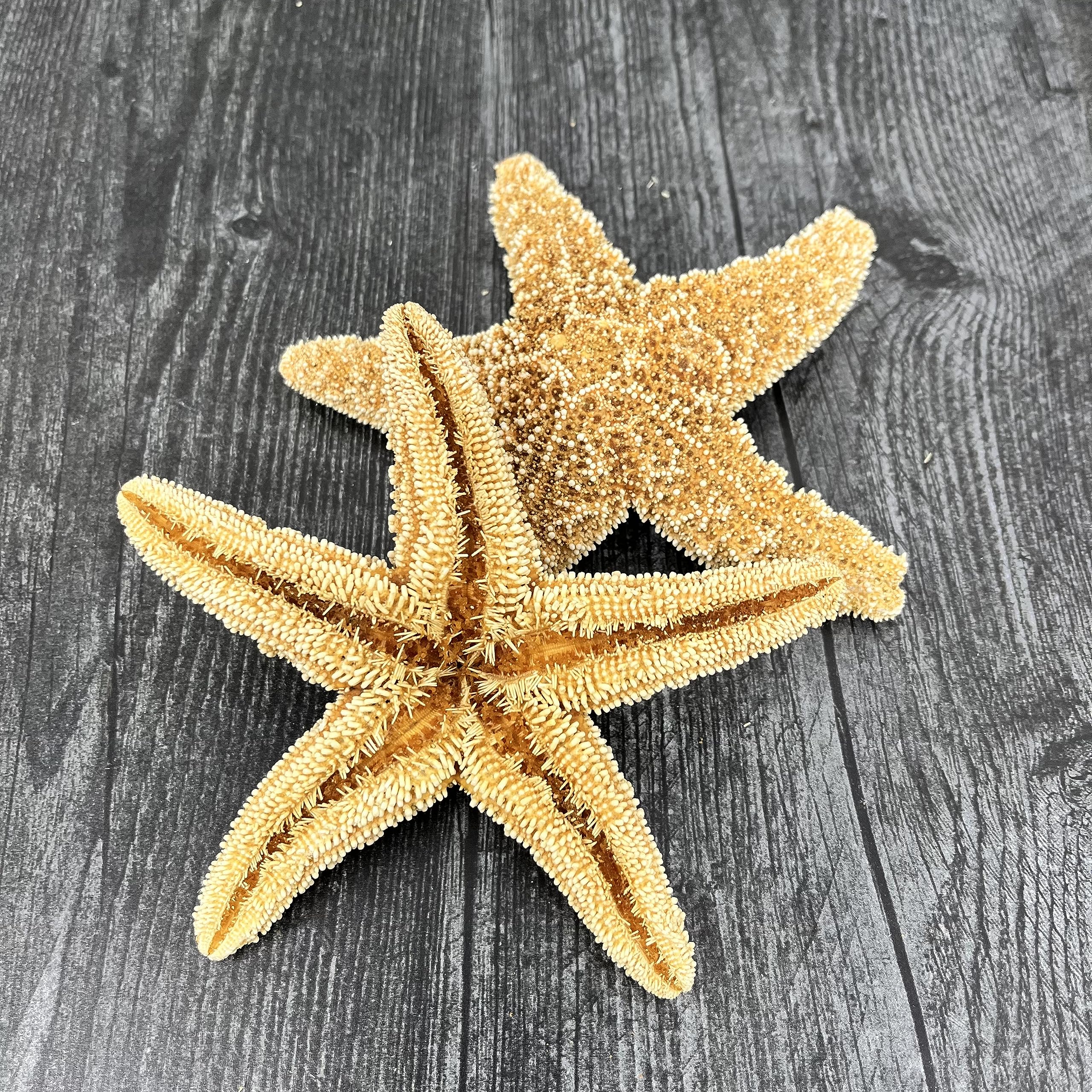 Tumblr Home Coastal starfish decor for beach weddings and nautical events.