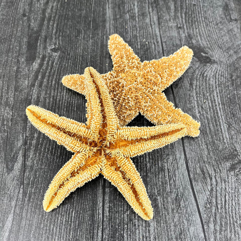 Tumblr Home Coastal starfish decor for beach weddings and nautical events.