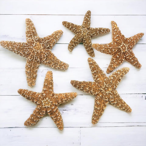 Tumblr Home Real Starfish 4-6 inch close-up showing natural coastal texture.