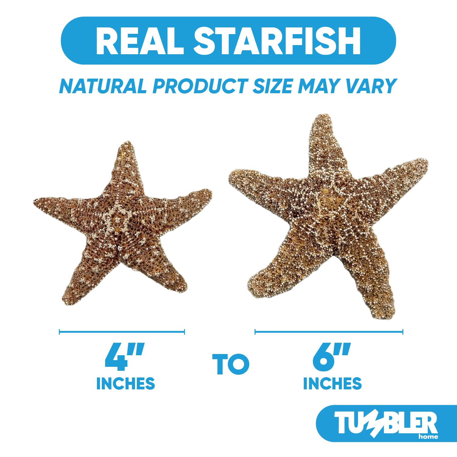 Tumblr Home Real Starfish 4-6 inch texture for beach tables and centerpieces.