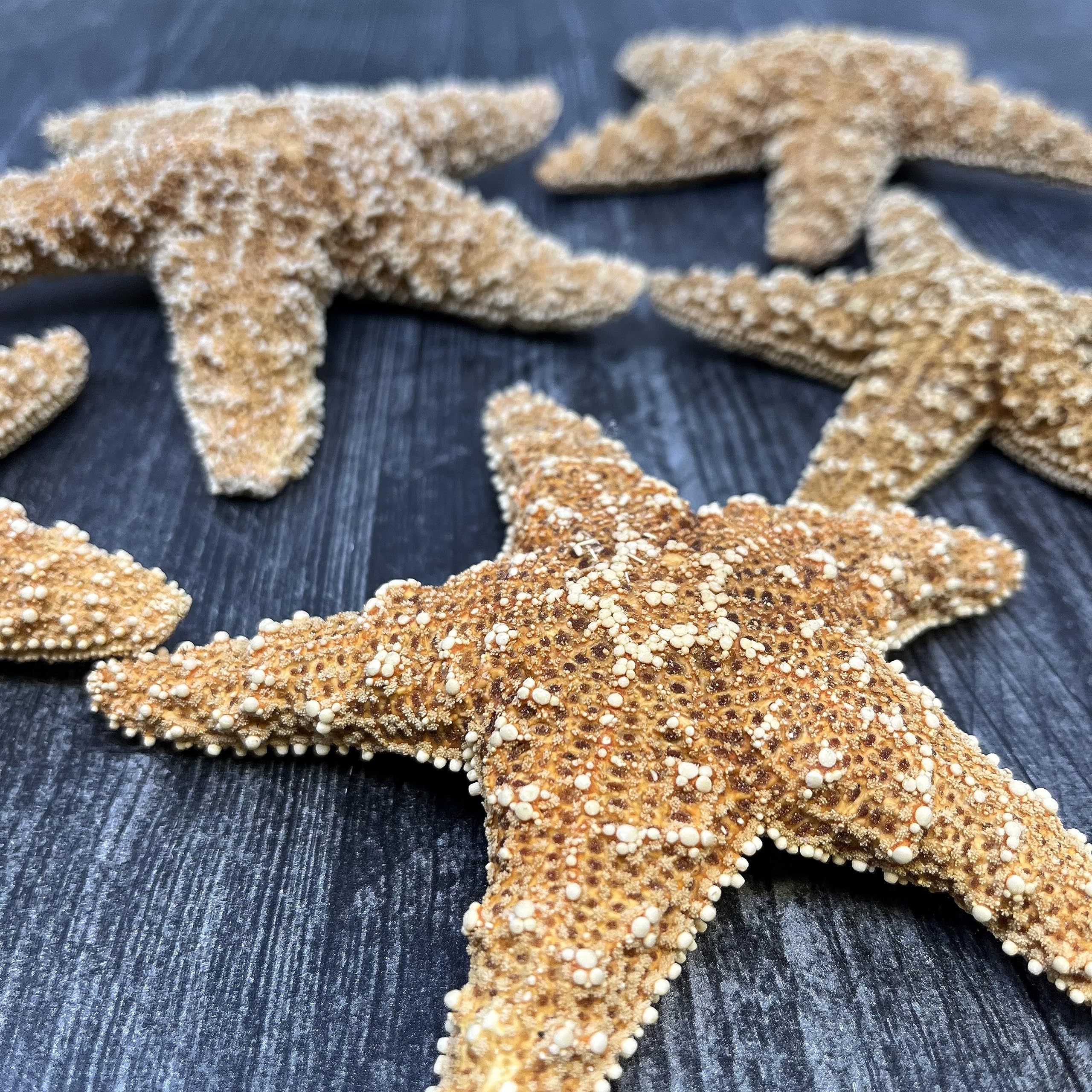 Tumblr Home Starfish crafts set for wreaths and coastal decorations.