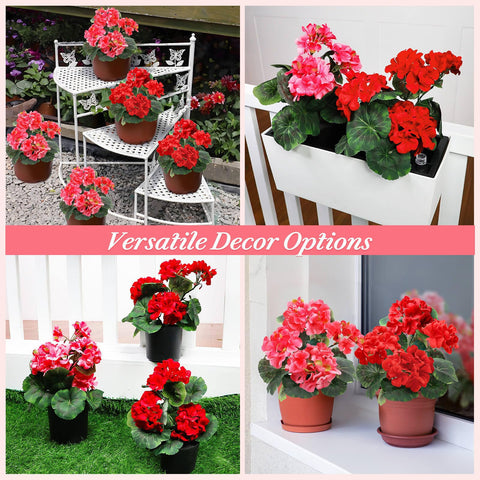 TURNMEON geraniums in compact 3.7 by 3.5 inch pots for versatile placement.