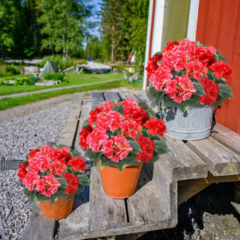TURNMEON 11-inch tall potted geraniums suitable for table or balcony display.