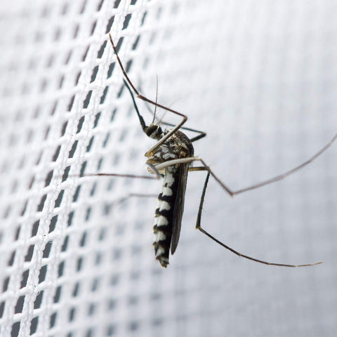 256-mesh bed net offers stronger protection than competing products