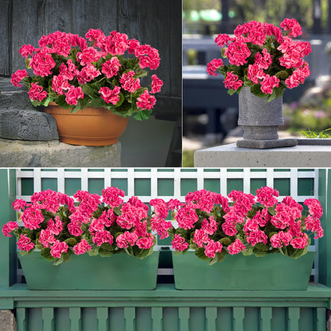Uqueeten garden ornament geraniums blend with natural surroundings.