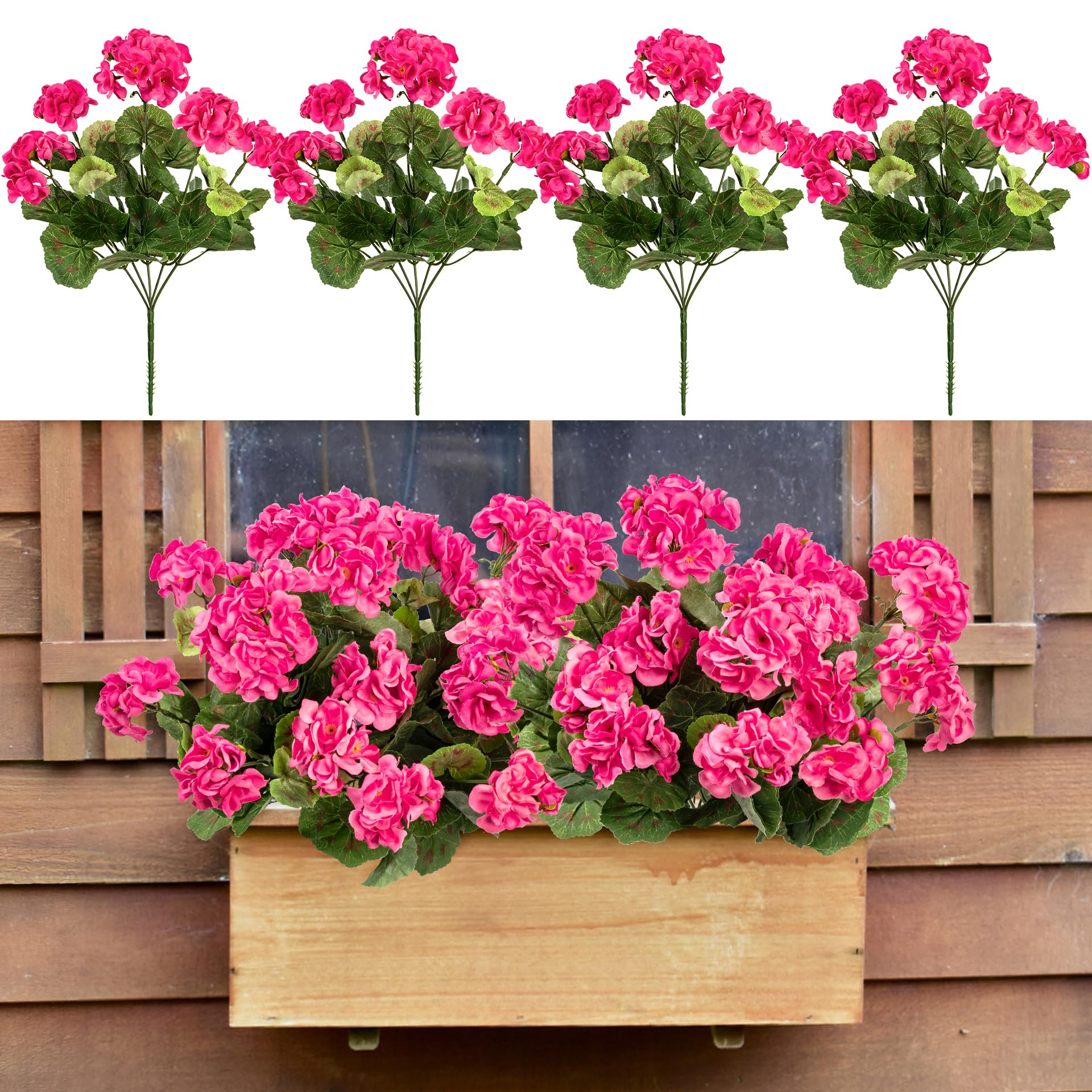 Uqueeten indoor-outdoor geraniums brighten living spaces.