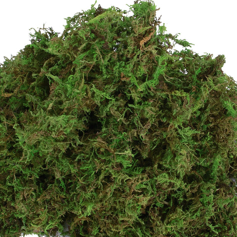 USMOLA moss centerpieces enhance table decor with soft greens.