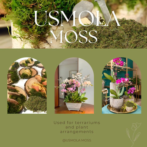 Close-up of USMOLA moss texture showing color variation and softness.
