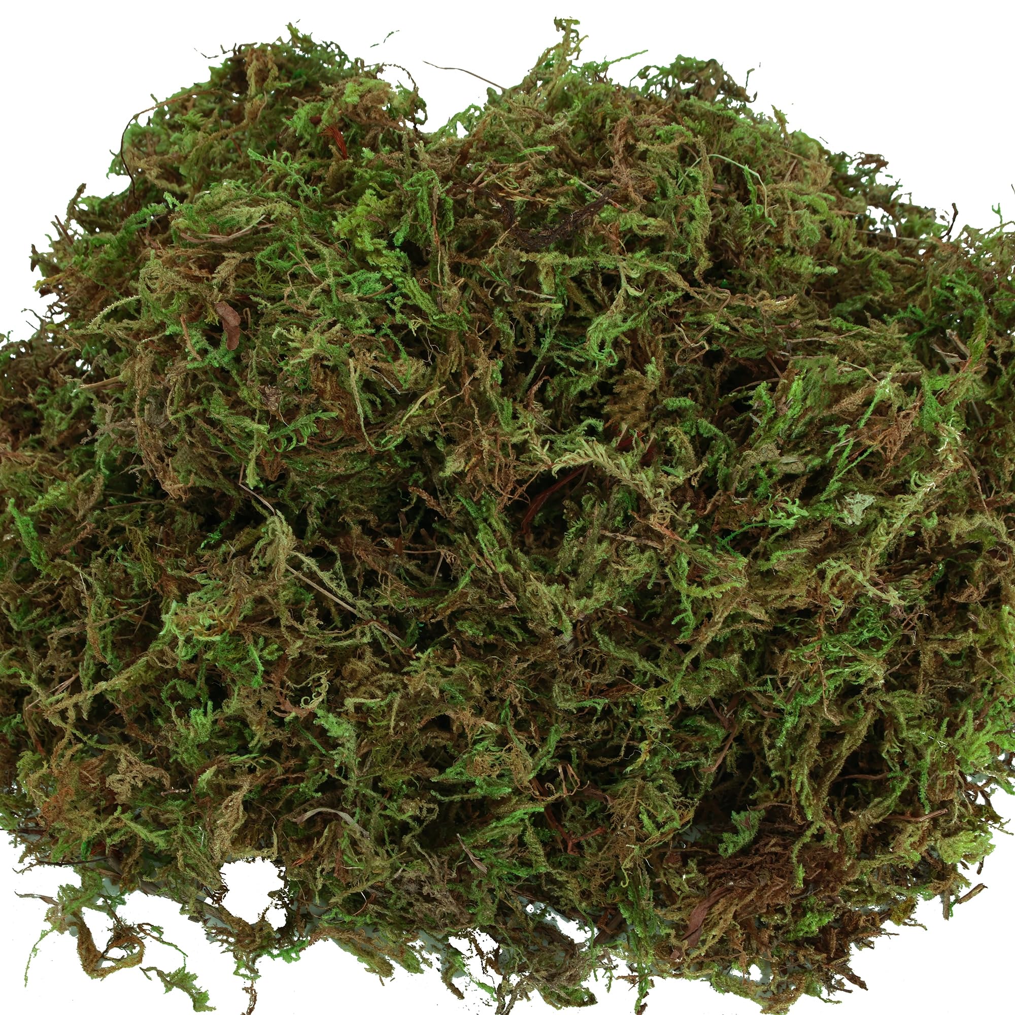 Moss on glass with USMOLA product offers instant lush accents.