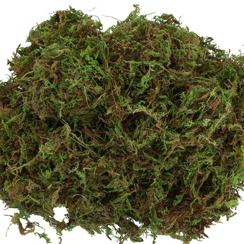 Moss on glass with USMOLA product offers instant lush accents.